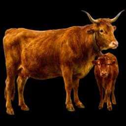 Highland cattle
